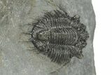 Lichid (Acanthopyge) Trilobite - Issoumour, Morocco #210174-1